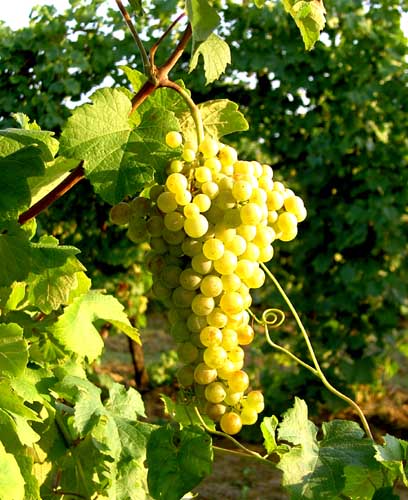 Verdicchio