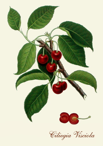 Visciola