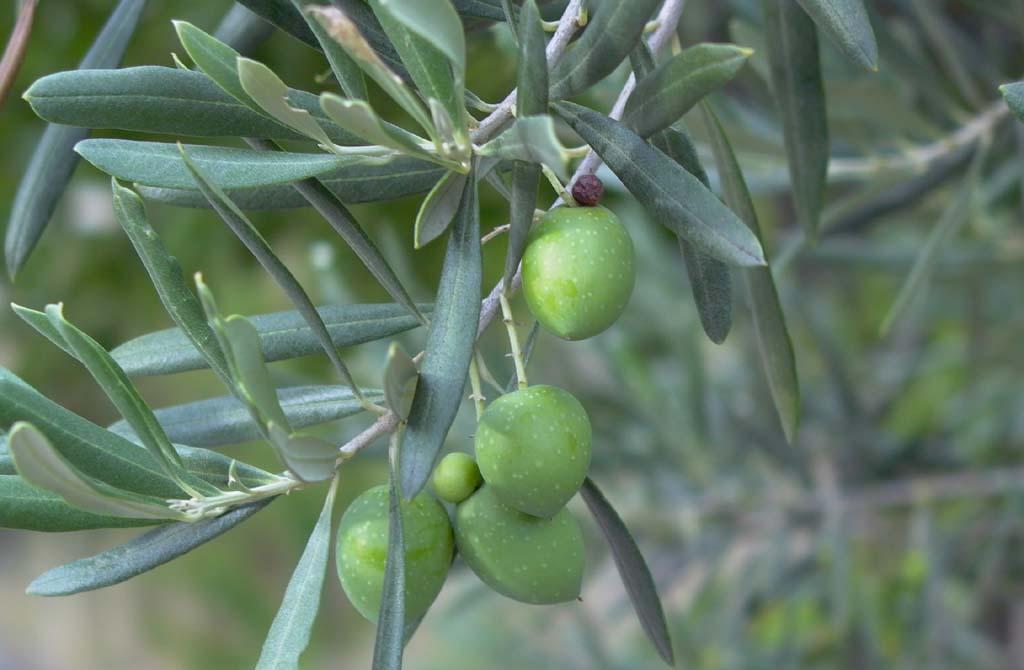 Olive