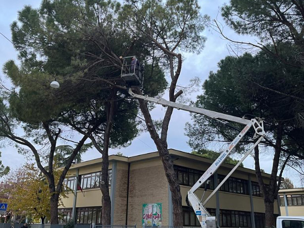 L'abbattimento del pino alla scuola Garibaldi