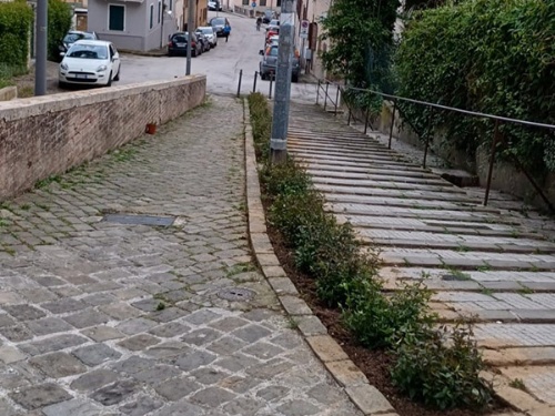 Piante via Castelfidardo Piante via Castelfidardo