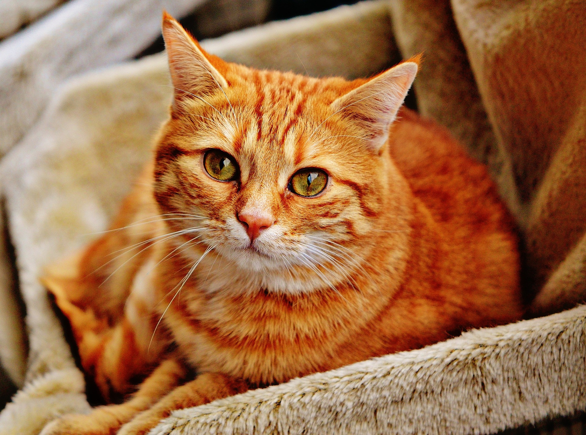 Gatti