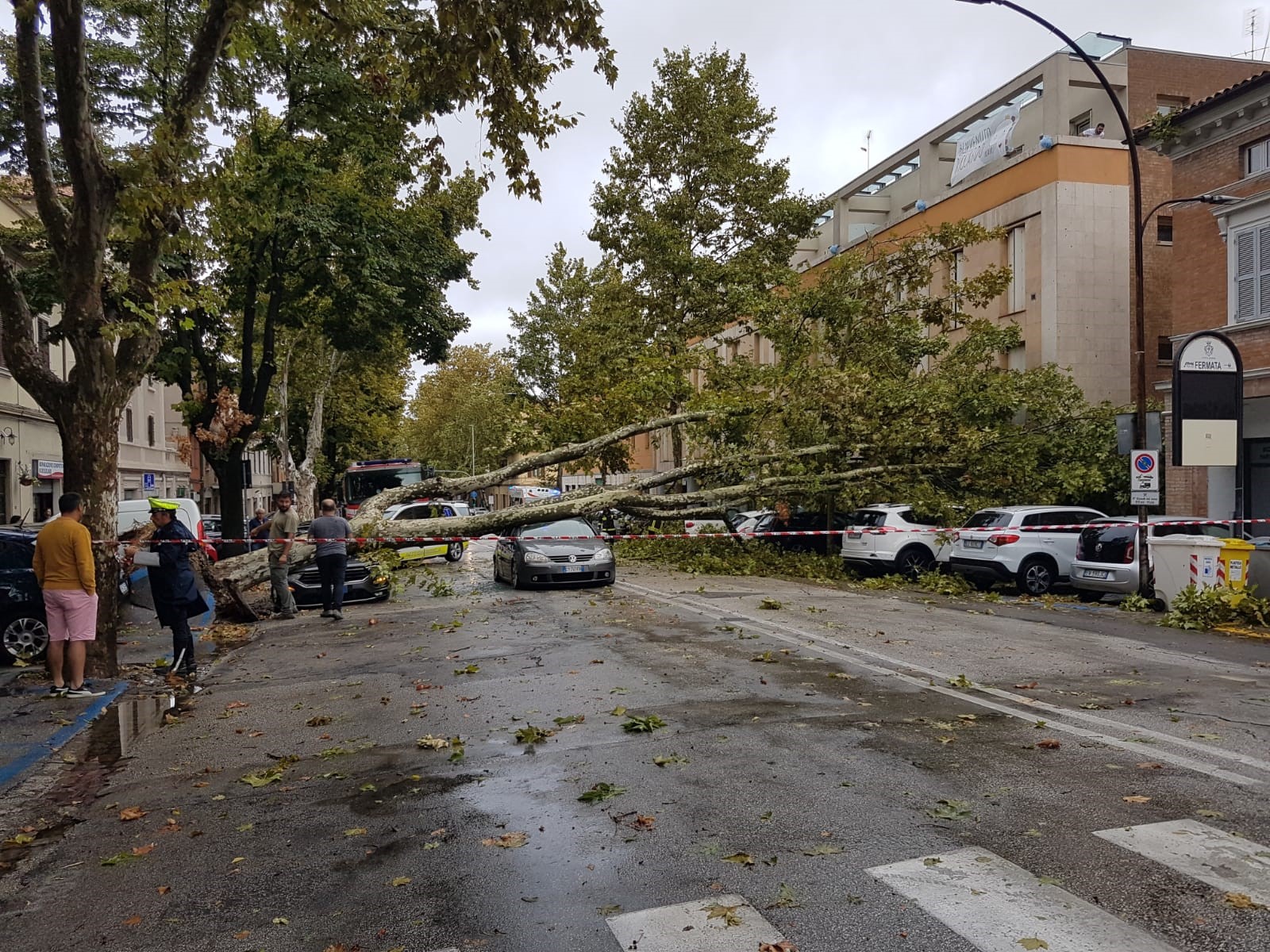 Albero caduto lungo Viale della Vittoria